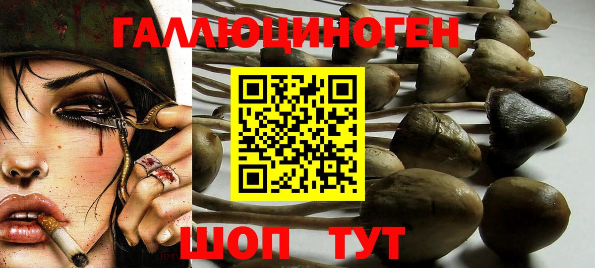 где найти   Псилоцибиновые грибы Psilocybine cubensis  Вход с VPN  Владикавказ 