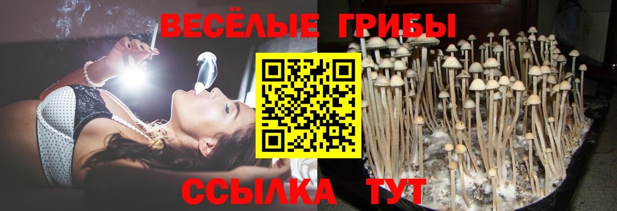 Псилоцибиновые грибы мицелий Владикавказ